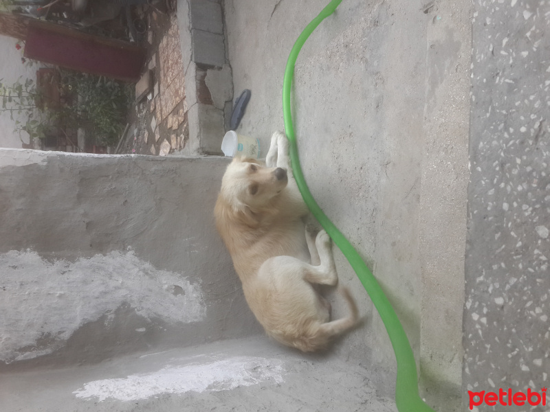 Golden Retriever, Köpek  Paşa fotoğrafı