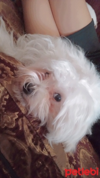 Maltese, Köpek  Barbi fotoğrafı