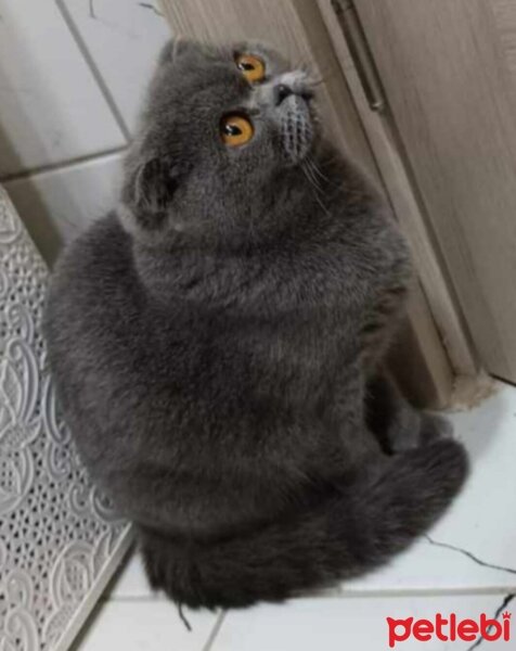 Scottish Fold, Kedi  Dora fotoğrafı