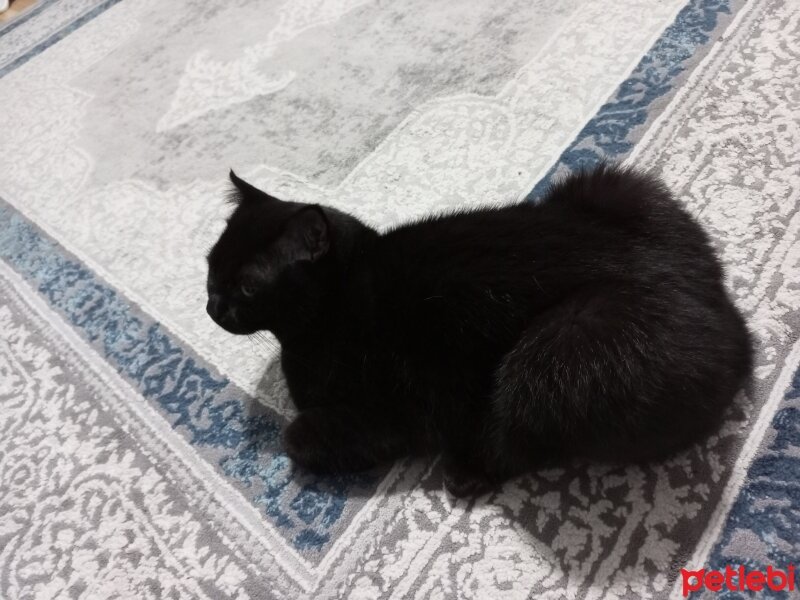 Scottish Fold, Kedi  Kral fotoğrafı