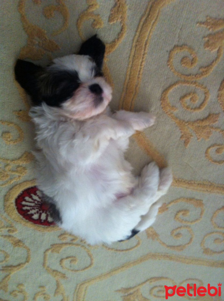 Shih Tzu, Köpek  Whisper fotoğrafı