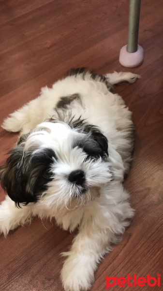 Shih Tzu, Köpek  Whisper fotoğrafı