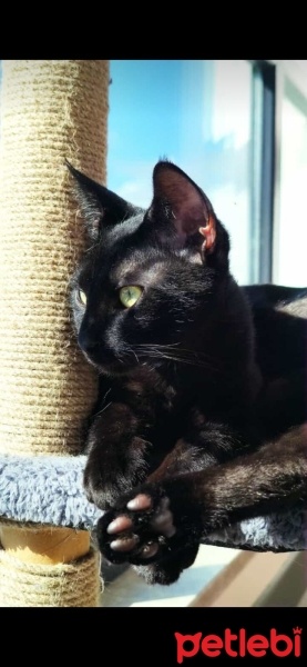 Tekir Kedi, Kedi  Karam fotoğrafı