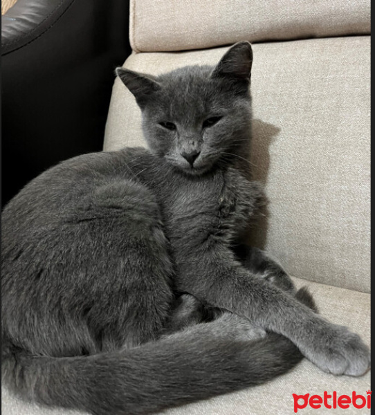 British Shorthair, Kedi  mırmırsu fotoğrafı