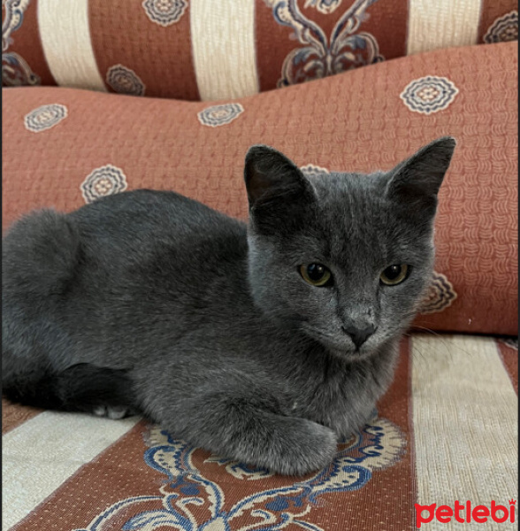 British Shorthair, Kedi  mırmırsu fotoğrafı
