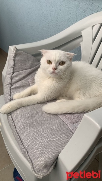 Scottish Fold, Kedi  PATİ fotoğrafı