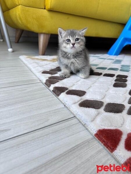 Scottish Fold, Kedi  scottish straight fotoğrafı