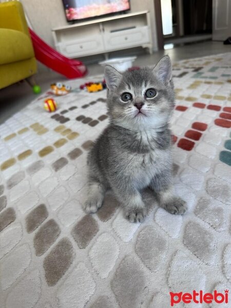 Scottish Fold, Kedi  scottish straight fotoğrafı