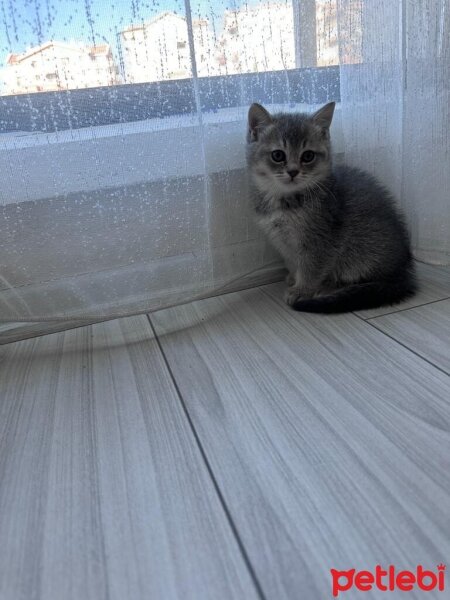 Scottish Fold, Kedi  scottish straight fotoğrafı