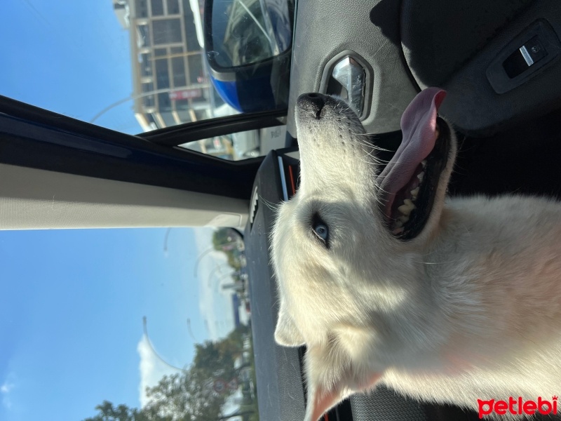 Sibirya Kurdu (Husky), Köpek  Loki fotoğrafı