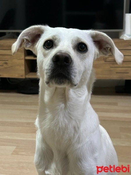 Türk Tazısı, Köpek  THOR fotoğrafı