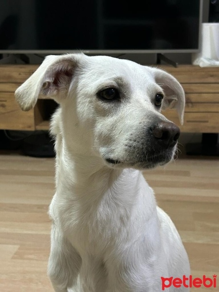 Türk Tazısı, Köpek  THOR fotoğrafı