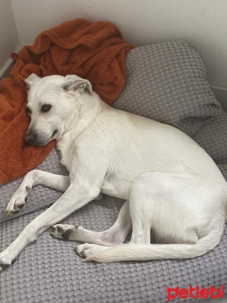 Türk Tazısı, Köpek  THOR fotoğrafı