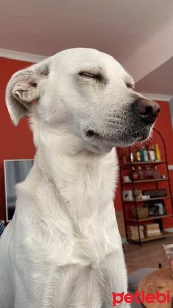 Türk Tazısı, Köpek  THOR fotoğrafı