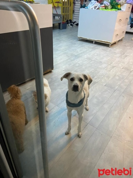 Türk Tazısı, Köpek  THOR fotoğrafı