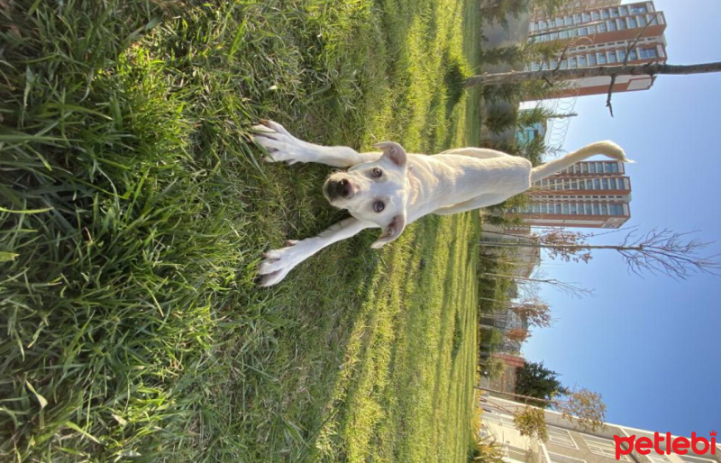 Türk Tazısı, Köpek  THOR fotoğrafı