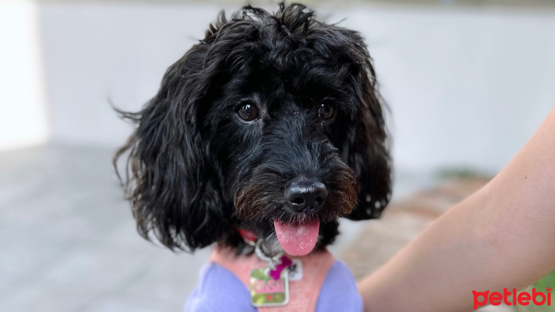 Poodle (Minyatür Kaniş), Köpek  ELSA fotoğrafı