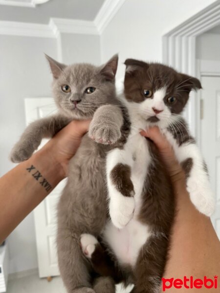 Scottish Fold, Kedi  SCOTTİSH VE BRİTİSH YAVRULAR fotoğrafı