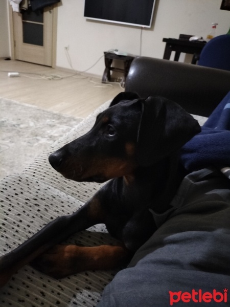 Doberman Pinscher, Köpek  Misa fotoğrafı