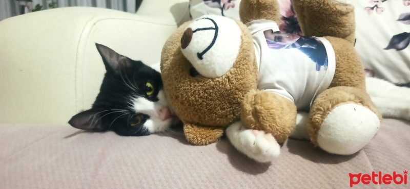 Tuxedo (Smokin) Kedi, Kedi  hera fotoğrafı