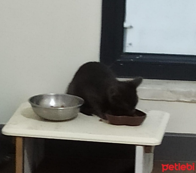 Tekir Kedi, Kedi  gölge fotoğrafı