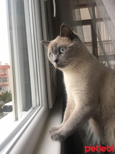 Colorpoint Shorthair, Kedi  Badem fotoğrafı