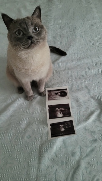 Colorpoint Shorthair, Kedi  Badem fotoğrafı