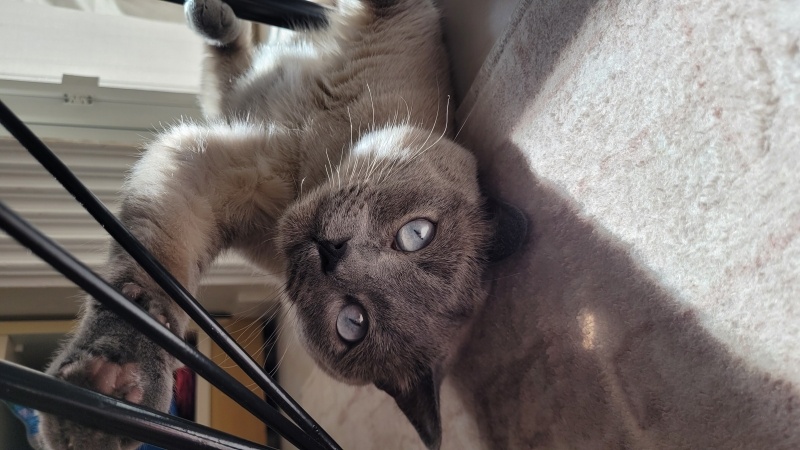 Colorpoint Shorthair, Kedi  Badem fotoğrafı