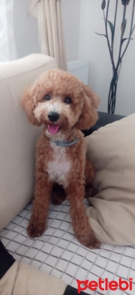 Poodle(Standart Kaniş), Köpek  Mocha fotoğrafı