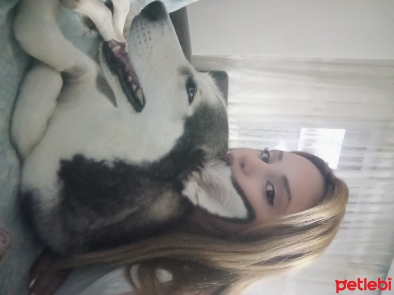 Sibirya Kurdu (Husky), Köpek  Alice fotoğrafı