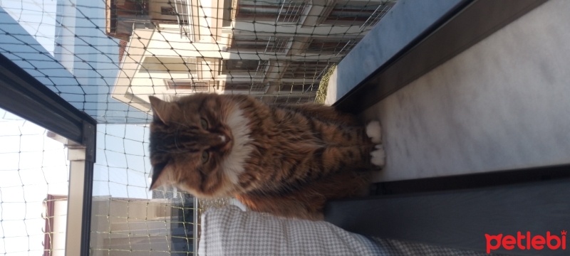 Norwegian Forest, Kedi  Mia fotoğrafı