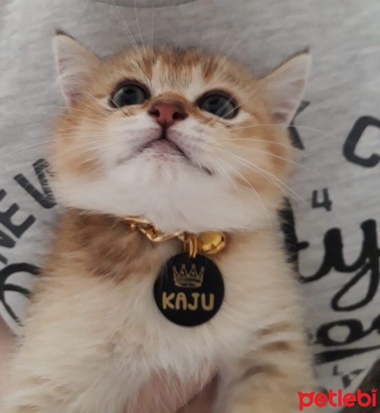 British Shorthair, Kedi  Kaju fotoğrafı