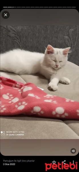 Chinchilla, Kedi  Pamuk fotoğrafı