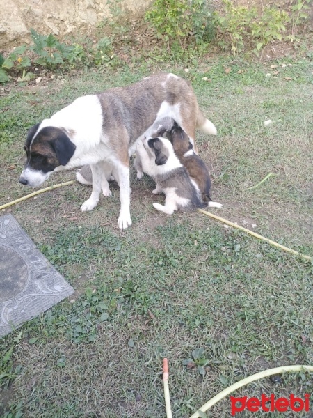 Akbaş, Köpek  Yuri fotoğrafı