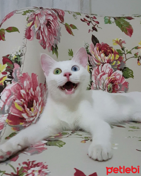 Van Kedisi, Kedi  Kizim fotoğrafı