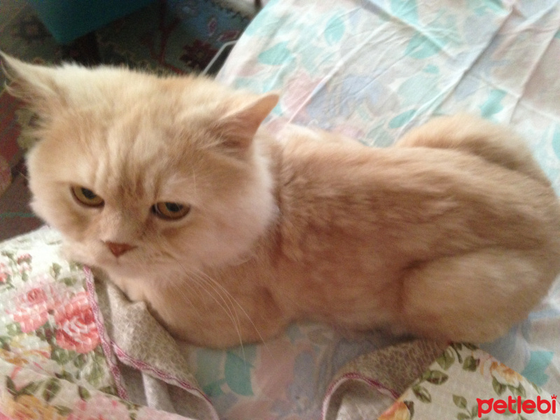İran Kedisi (Persian), Kedi  Oğluş  fotoğrafı
