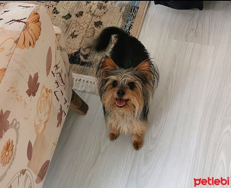 Yorkshire Terrier, Köpek  Köpüş fotoğrafı