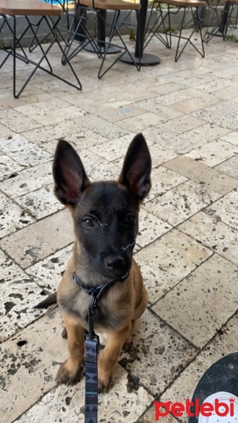Belçika Malinois, Köpek  Ares fotoğrafı