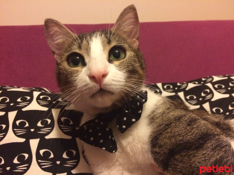 Tekir Kedi, Kedi  Kivi fotoğrafı