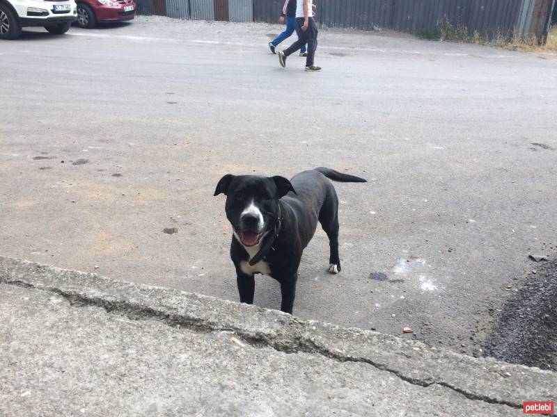 Amerikan Pitbull Terrier, Köpek  Dark fotoğrafı