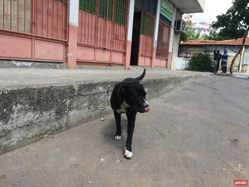 Amerikan Pitbull Terrier, Köpek  Dark fotoğrafı