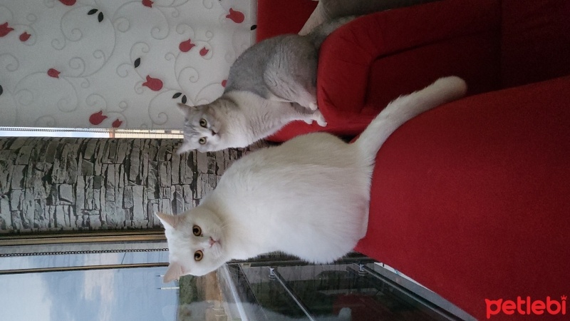 British Shorthair, Kedi  Mia fotoğrafı
