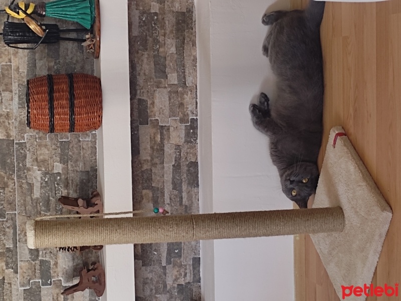 British Shorthair, Kedi  Paşa fotoğrafı
