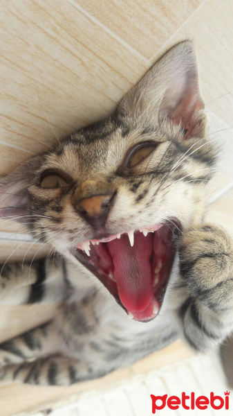 Tekir Kedi, Kedi  COK ACIL YUVA SOKAGA GITMESIN :( fotoğrafı