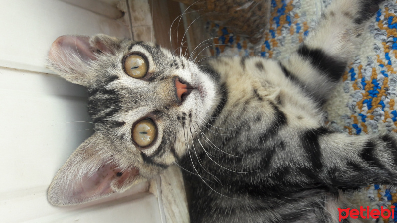 Tekir Kedi, Kedi  COK ACIL YUVA SOKAGA GITMESIN :( fotoğrafı