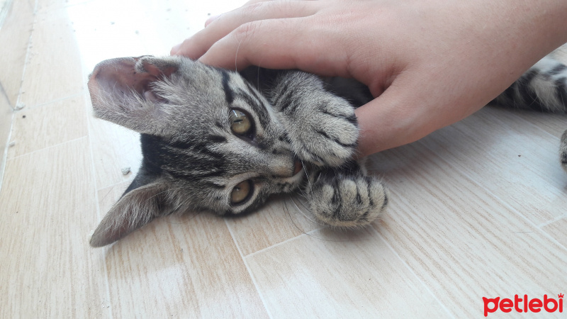 Tekir Kedi, Kedi  COK ACIL YUVA SOKAGA GITMESIN :( fotoğrafı