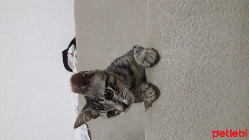 Tekir Kedi, Kedi  COK ACIL YUVA SOKAGA GITMESIN :( fotoğrafı