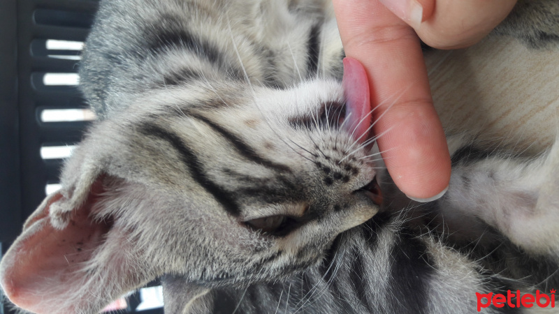 Tekir Kedi, Kedi  COK ACIL YUVA SOKAGA GITMESIN :( fotoğrafı