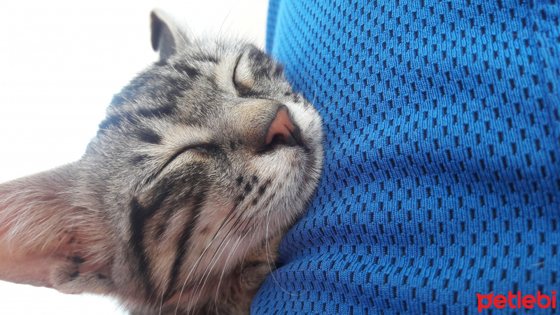 Tekir Kedi, Kedi  COK ACIL YUVA SOKAGA GITMESIN :( fotoğrafı