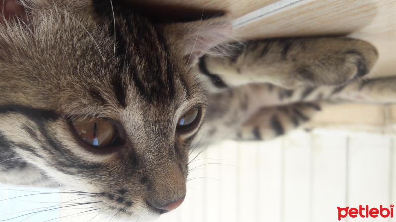 Tekir Kedi, Kedi  COK ACIL YUVA SOKAGA GITMESIN :( fotoğrafı